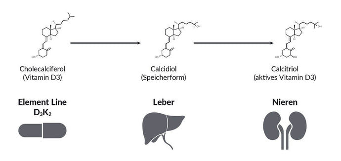 Vitamin D Synthese Vorgang