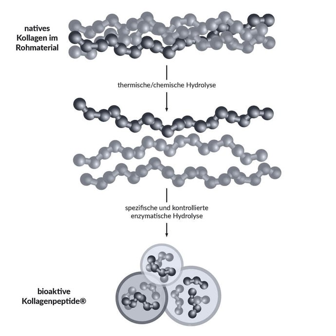Rebuild bioaktive Kollagenpeptide